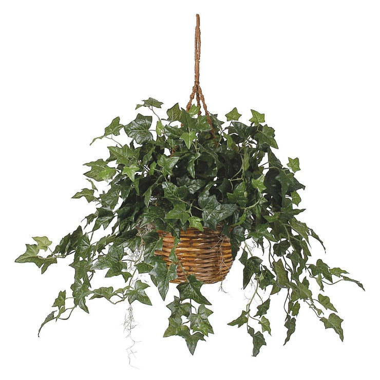 English Ivy Hanging Basket for Home