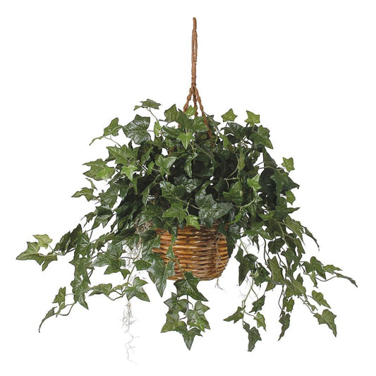 English Ivy Hanging Basket for Home